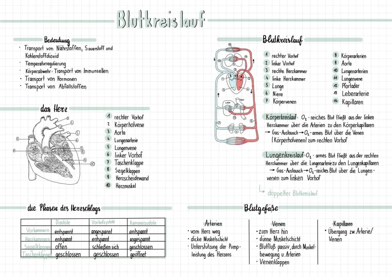 Umfassendes Unterrichtsmaterial für Biologie: Herz und Blutkreislauf