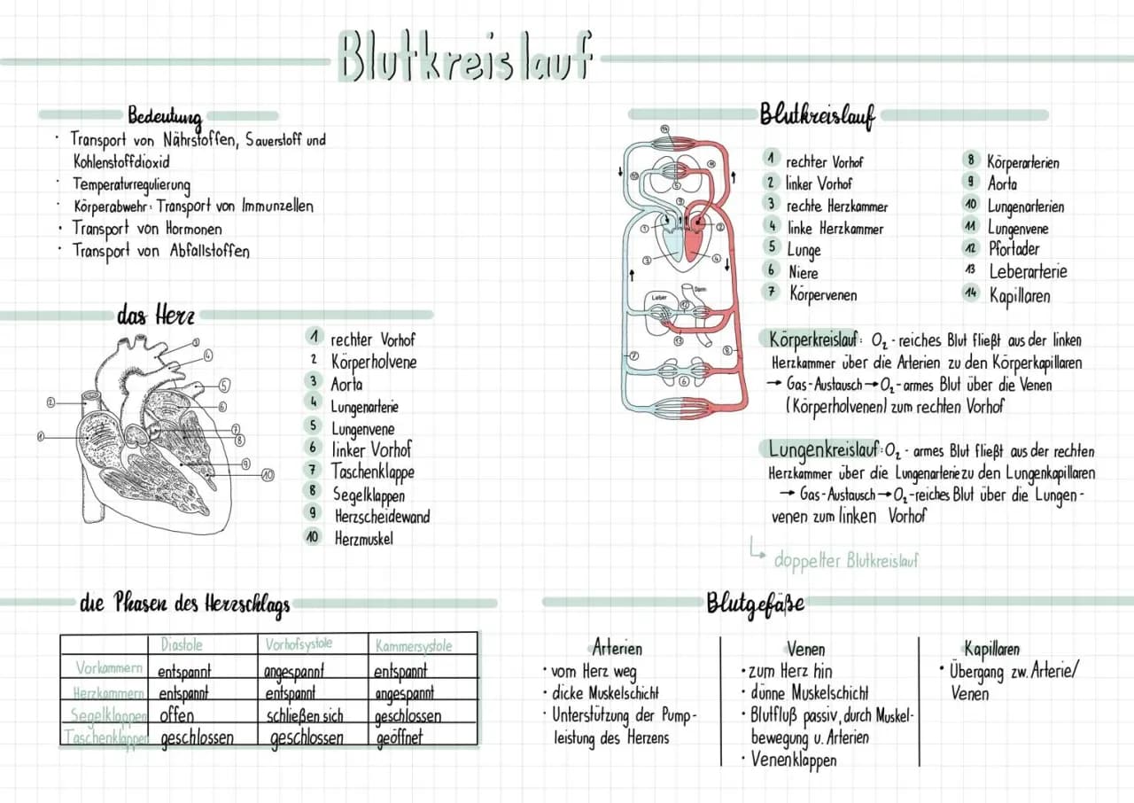 Umfassendes Unterrichtsmaterial für Biologie: Herz und Blutkreislauf